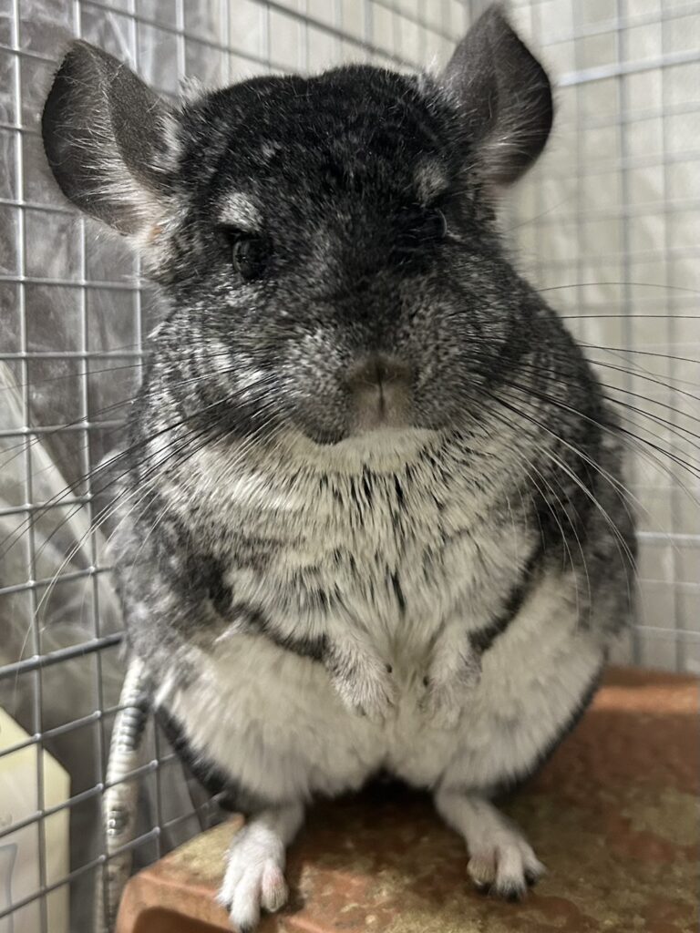 チンチラ