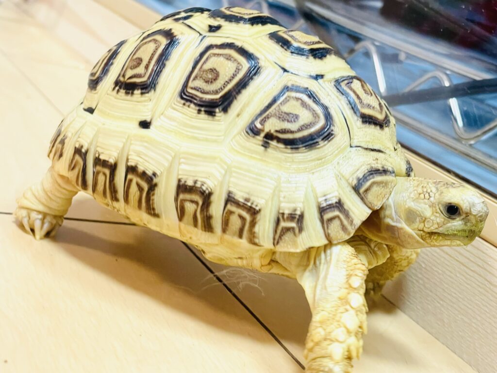 カメ