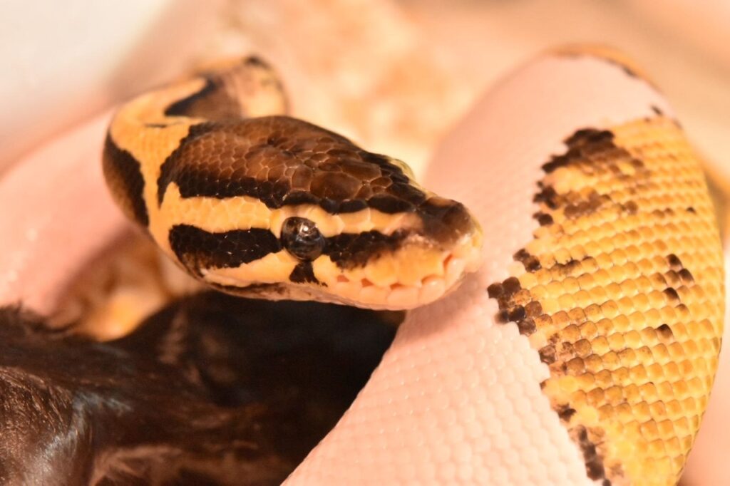 ヘビ