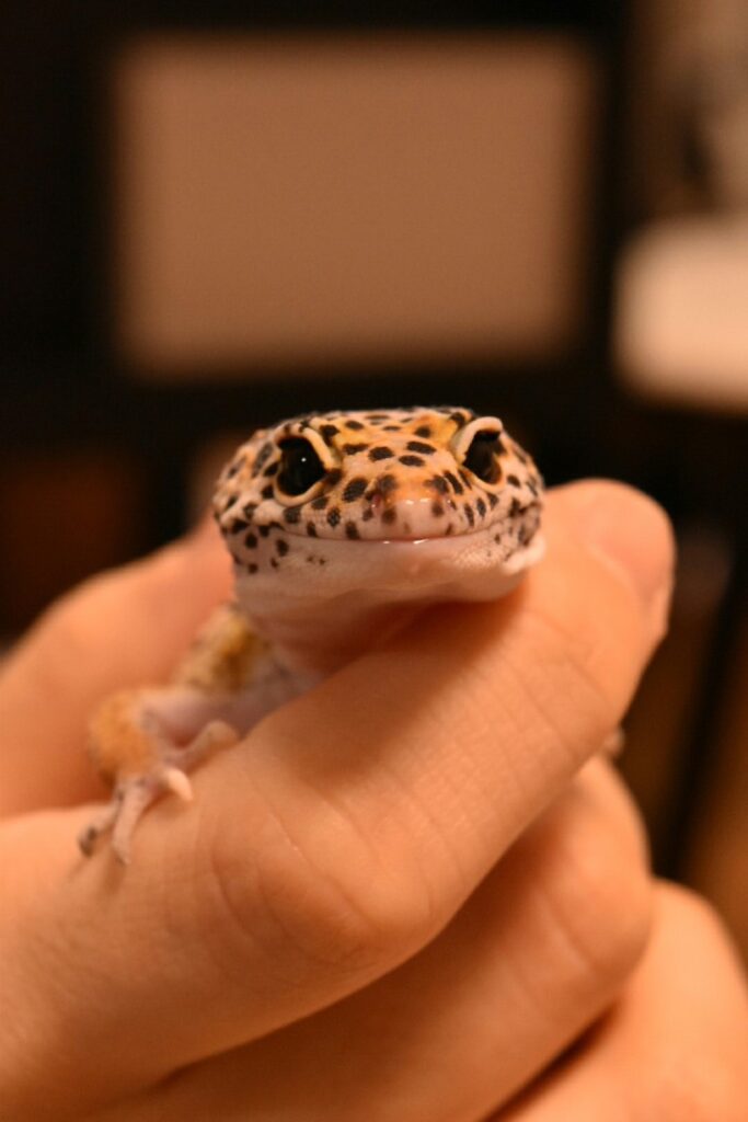 ヤモリ